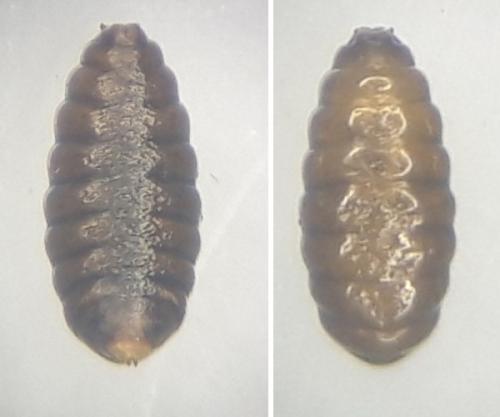 Réf. 342 093 : Phytomyza sp.
